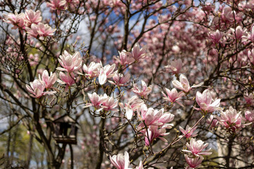 Magnolias, city garden. beautiful Japanese garden