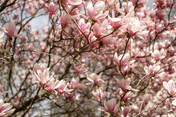 Magnolias, city garden. beautiful Japanese garden
