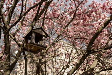 Magnolias, city garden. beautiful Japanese garden