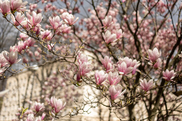 Magnolias, city garden. beautiful Japanese garden