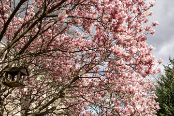 Magnolias, city garden. beautiful Japanese garden