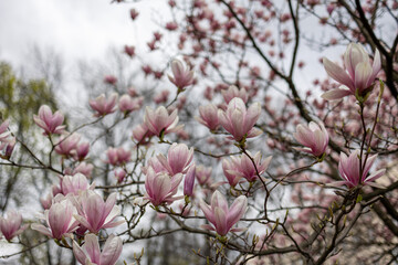 Magnolias, city garden. beautiful Japanese garden