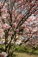 Magnolias, city garden. beautiful Japanese garden