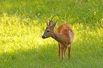 Sarna europejska (Capreolus capreolus) roe deer