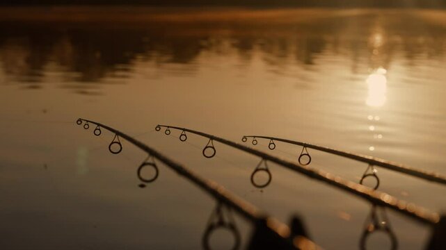Carp fishing rods at sunrise lakeside angling scene
