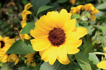 pink flower in the garden