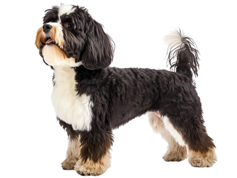 A playful dog breed with a fluffy coat and joyful expression, standing against a white isolated background.