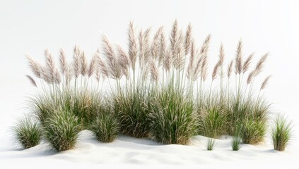 Clustered ornamental grasses, light beige and green, on white background