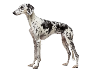 A spotted dog standing gracefully against a white isolate background.