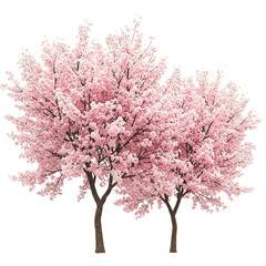 A Lush Sight of Blossoming Cherry Trees in Full Bloom Showcasing Vibrant Pink Flowers Against a Clear Sky in a Tranquil Outdoor Setting