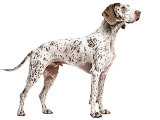 A standing Dalmatian dog, with distinctive black spots on white coat, isolated on a white background.