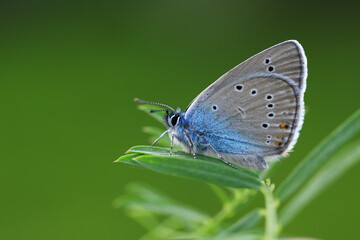 Macro footage of blue butterfly collecting nectar from flowers with its long proboscis.