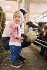 Fototapeta premium Little girl stands with her head turned near her mother feeding cabbage leaves to goats on a farm
