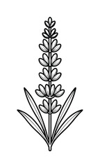 Lavender Flower Outline Illustration Black And White Herb Drawing Vector Design Isolated On White Background