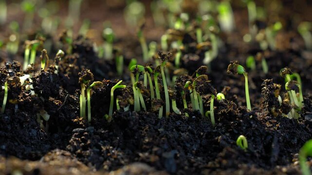 Timelapse highlighting the rising motion of seedlings in fertile agricultural soil under natural dynamic light with cinematic clarity and botanical energy