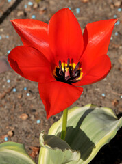 Tulpe