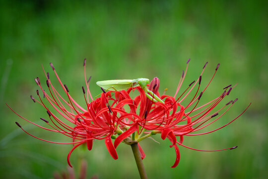 Watcher in Red