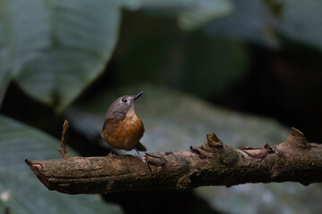pale-chinned flycatcher or Cyornis poliogenys seen in Karimganj, Assam, India