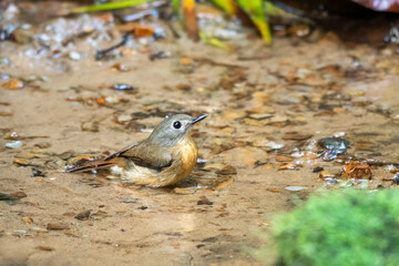 pale-chinned flycatcher or Cyornis poliogenys seen in Karimganj, Assam, India
