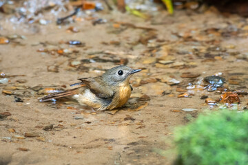 pale-chinned flycatcher or Cyornis poliogenys seen in Karimganj, Assam, India
