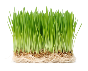 Green rice sprouts ready for cultivation on a white surface, farming, agriculture, rice seedlings