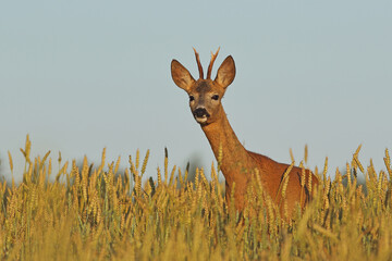 Sarna europejska (Capreolus capreolus) roe deer