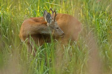 Sarna europejska (Capreolus capreolus) roe deer © Bartosz Rakoczy