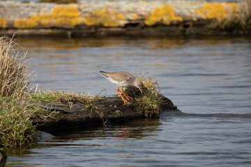 
redshank