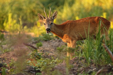 Sarna europejska (Capreolus capreolus) roe deer © Bartosz Rakoczy