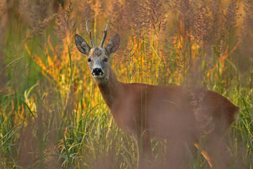 Sarna europejska (Capreolus capreolus) roe deer © Bartosz Rakoczy