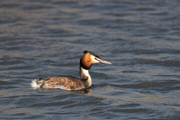 grebe