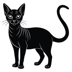 abssinina cat vector