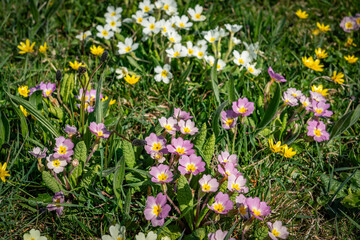 Obraz premium viwws around the Ilse of Anglesey in Spring