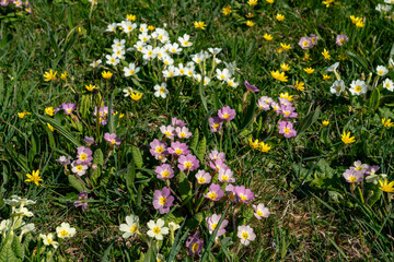 viwws around the Ilse of Anglesey in Spring