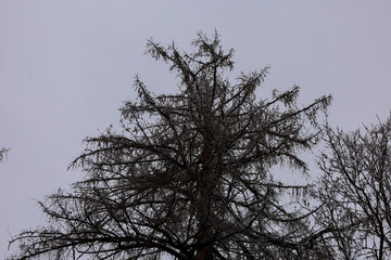 The top of a tall larch tree with dense branches covered in small needle-like leaves and small cones points towards the gray winter sky. Thin branches create a dense crown.