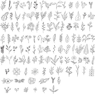 a set of hand drawn flowers and leaves, hand drawn plants set
