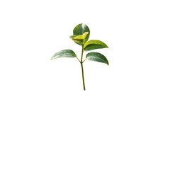 Obraz premium Hands nurturing a healthy tree plant in rich soil with sunlight in the background, Human hands holding perfect growing tree plant on soil