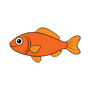 dottyback on white background