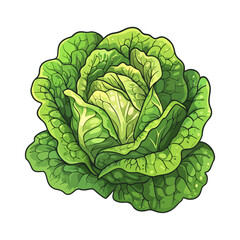 Fototapeta premium Vibrant Green Lettuce Illustration Fresh, Crisp, and Detailed Vegetable Drawing