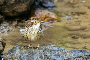 puff-throated babbler or Pellorneum ruficeps seen in Karimganj, Assam, India