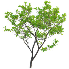 Obraz premium Branch with lush green leaves from a large tree isolated on a Transparent background, Isolated image branch with leaves big tree on PNG background