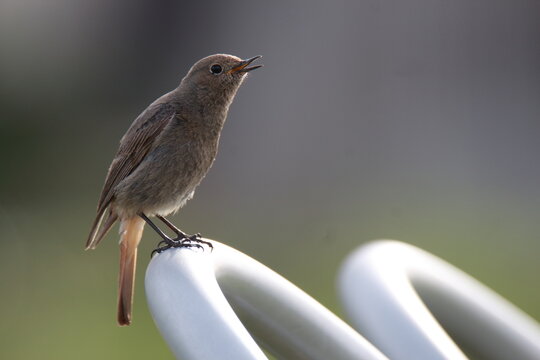 Redstart - Powered by Adobe