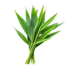 Obraz premium Fresh pandan leaves on white background for culinary and aromatic use in various dishes, Fresh Pandan leaves isolated on white background
