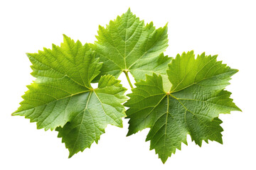 green leaf of grapes isolated on white