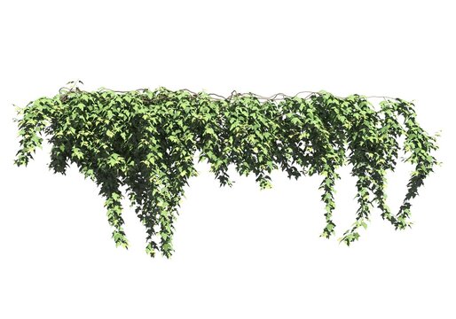 Climbing plants creepers isolated on white background 3d illustration