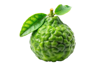 citrus on white background