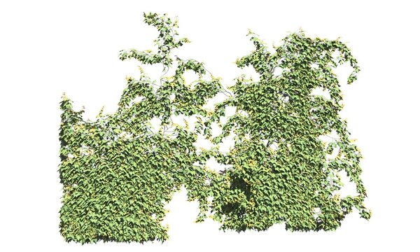 Climbing plants creepers isolated on white background 3d illustration