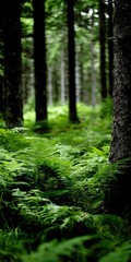 Naklejka premium Ferns flourish under tall trees in the forest