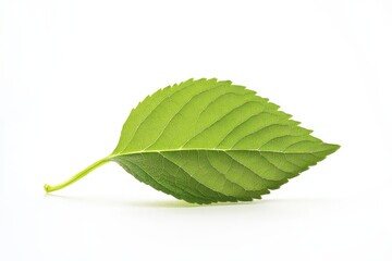 Vibrant Green Leaf Against White