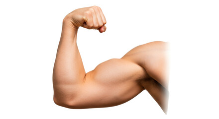 Isolated Bicep Muscule Arm